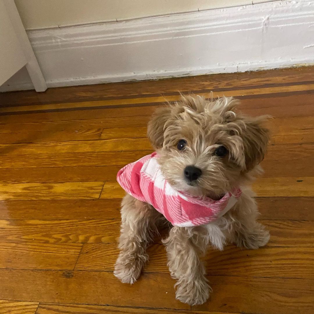 Maltipoo